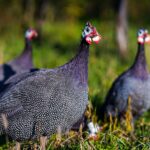 La Pintade : Une volaille savoureuse