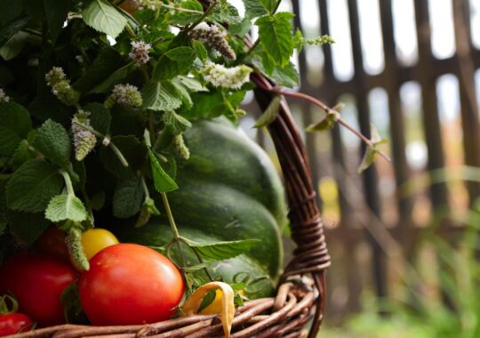 Poêlée de légumes d’été : la recette express qui sent le soleil